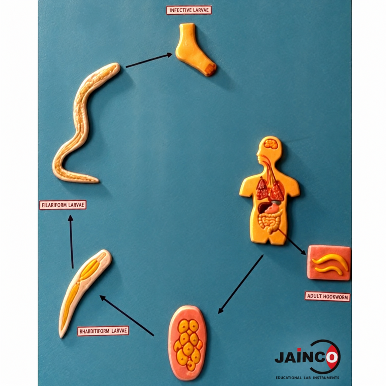 Life Cycle of Hook Worm Model
